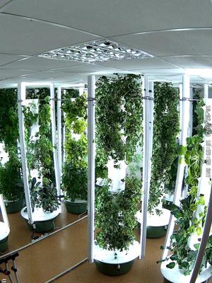 This vertical farm in Slovakia features 14 aeroponic towers and is known as Urban Flora. @URBAN FLORA  By using LED grow lights, Urban Flora can grow 365 days per year, where they grow leafy greens & aromatic herbs including cilantro, lettuce, basil, dill, lovage, asian greens, mesclun, chives, kale, broccolini, parsely, shisho, mint, and oregano. #slovakia #farming #agriculture #verticalfarming #indoorfarming #urbanfarming #aeroponics #hydroponics