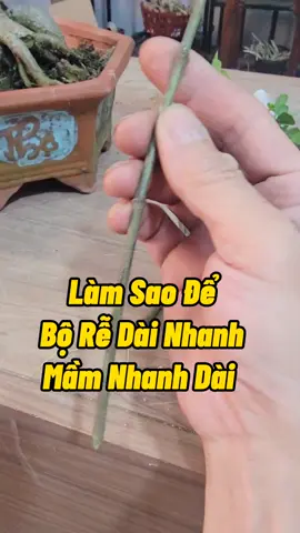 Kéo Mầm Kéo Rễ Hỗ Trợ Cây Mới Trồng Phát Triển #trongcay #lamvuon #kythuatcaytrong #nutrimixvn #nutritomax #cachkichre #nutrirootmax #nutrik #namxelan90 