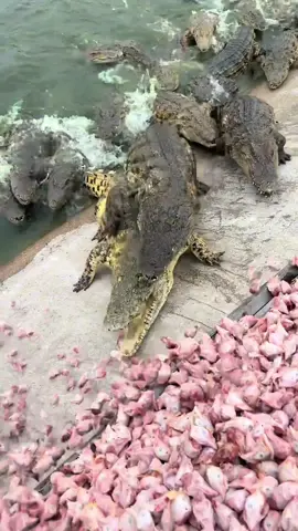 🐔Crocodile  loves chicken🐊  #amazing #fyp #tiktok #video #video_animals #kingefrin 