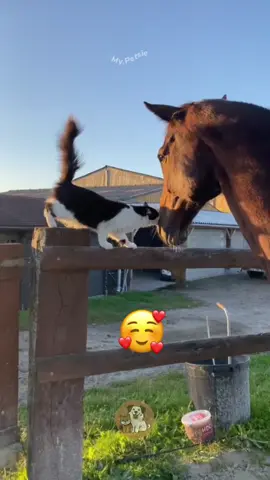 @Adam & Elea @My Petsie @My Petsie @Adam & Elea Unlikely Pals: Horse & Cat Friendship 🐴😺#AdamAndElea  _______________ Follow @my.petsie  For More Daily Videos 🔥❤️ _______________ ❤️ Double Tap If You Like This  🔔TurnOn Post Notifications  🏷️ Tag Your Friends  _______________ Plz Dm for credit & removal 💬 _______________ Witness the heartwarming bond between these unlikely friends - a majestic horse and a playful cat! 🌟  _______________ Our social Media : 👇(contact on us Instagram    @my.petsie & @my.petsie1 & @mypetsie1 _______________ #AnimalFriends #HorseAndCat #FriendshipGoals #LoveKnowsNoBounds #HeartwarmingMoments #CatAndHorse #UnlikelyFriends #FurryFriends #Horse #Horses #Cat #Cats #CatLove #CatLover #HorseLove #HorseLover #AmineBelhouari #AdamAndElea #MyBestie #MyPetsie 