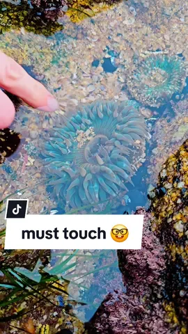 Touching Sea Anemones 🌊 #nature #cool #beach 