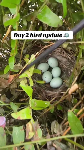 I’m invested. Love checking on the nest!  #babybirdwatch #birdtok #random #birds #finch #birdnest #egg 