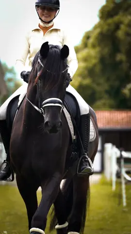 Welche Farbe hätte euer Traumpferd 🥹? #foryou #fy #equestrian #dressagehorse 