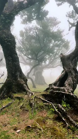 📍Fanal Forest, Madeira, Portugal 🇵🇹 Can you imagine more mystical forest than this one? 🤔Wanna visit more unique places in Madeira, optimizing your route to ensure you don't miss anything?  👉🏼🗺️ Then welcome to my interactive map with routes and a comprehensive guide dedicated to this beautiful island 🏝️  🔗Link in profile header👆🏻   #madeira #fanal #madeiraisland #fanalforest #madeiralovers #fairyforest #unescoworldheritagesite #hobbits #visitmadeira #mysticforest #visitportugal #portugal 