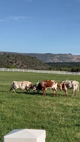 The girls love to fight!  Every time they are separated, they have to establish a new pecking order. #texaslonghorns #farmlife #ranchtok #rancherwade #utah #1883 #yellowstone #farmtok #ranchlife #cowboy #cowtok #ranch #longhorns 