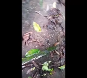 Nos encontramos esta serpiente 🐍 en un palo de café en una vereda del Huila.