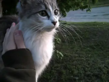 он вам так понравился #fyrシ #foryou 