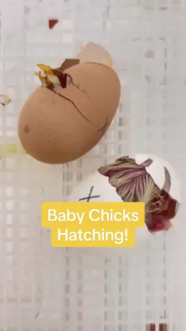 It’s happening! 💛🐣🥚🐥🤍 #hatching #babychicks #embryology #science #scienceteacher #eggs #education #LearnOnTikTok #kindergarten