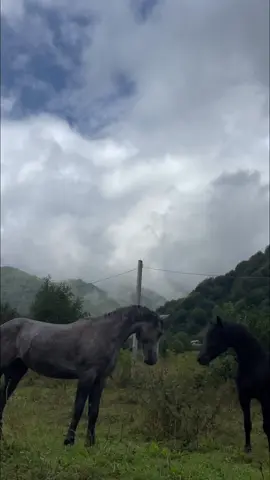 #რაჭა #ღები #rachamountains #georgia🇬🇪 #horses #საქართველო 