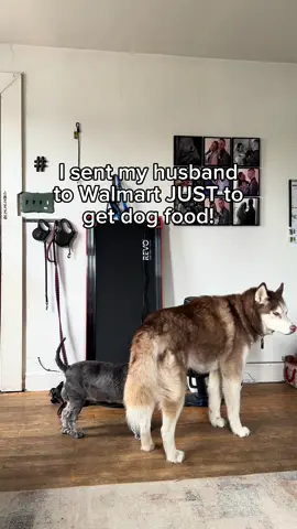 All he had to get was dog food and he came back with so much more! #jinxpartner @Jinx  #dogsoftiktok #doglover #dogtok #dog #dogfood #walmart #doglife 