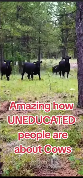 This guy was terrified that these wild beasts were going to eat him! They were so vicious that he needed BEAR spray to protect himself. Funny how city people think these cows are attacking, yet they probably wanted scratches or treats.  #funny #cows #city #dangerous 
