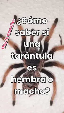 ¿Cómo saber si una tarántula es hembra? 🕷️❤️ #tarantula #tarantulas #sexar #sexado #espermateca #tutorial #tutoriales #hembra #macho #araña #arañas #mascotas #mascotasexoticas #brachypelma #brachypelmaemilia #biologo #criaencautividad #informacion #SabiasQue #theraphosidae #fyp #parati #fyou #pati #xzybca #tiktok 