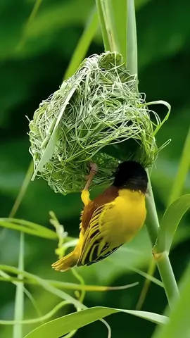 A Beautiful bird Making their Home🏡.. #nature #beauty#foryou #Fyp#trending #birds #beauty #viral #video#foryou 