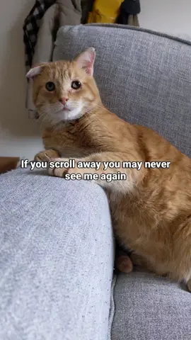 wanna be friends?😻 #catlovers #orangecatsarethebest #fyp 