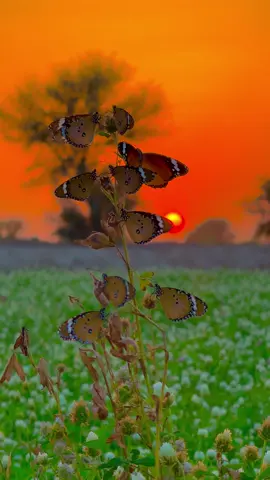 Butterfly tree 🎄🦋🦋#میرا_سہنا_پینڈ_82_تحصیل_یزمان_منڈی💫🌾🌱🌈🖼️ #sada_apna_pind_82 #shoaib_kutwaal #wazir_shoaib #yazman_mandi #yazmanmandi #bahawalpur #punjab #pindawale #پِنڈاں_آلے 