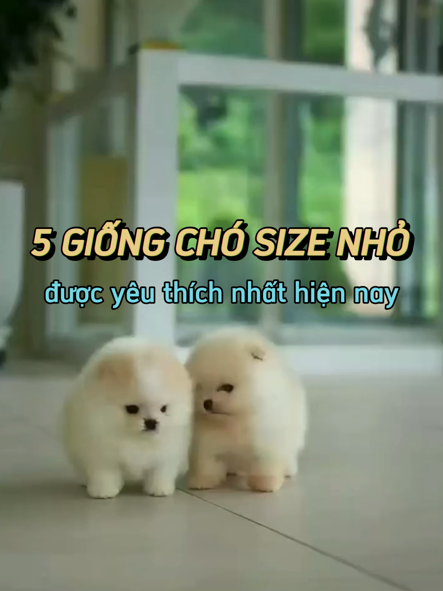 top 5 giống chó size nhỏ, ad thích nhất là chó cocker :3 #minidog #dogfunnyvideo #pomeraniandogs #bichonfrisé #cockers #cavalierkingcharles