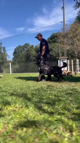 Rottweiler linha de trabalho. Cao da polícia penal do estado do Rio Grande do Sul. #rottweiler #polociapenal #k9 #caesdepolicia #adestramento 