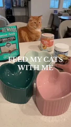 Today’s dinner for the kitties 🤌🏻✨  Products used: • @TikiPets After Dark Chicken & Duck • Special Breed Colostrum (immune support) • @VetriScience Perio Support (dental, taurine, probiotics) • @Paw-up Official Quail Egg Yolks (hairball prevention) • @Northwest Naturals Green Mussels (skin/coat & joints) • @Native Pet Bone Broth (tasty hydration)  🐾 #cat #cattok #catsoftiktok #catslife #catlover #catlife  #cats #catlove #catloversclub #petlovers #petlife #petparent #kitten #kittensoftiktok #kittentok #catparent #catlover #catmom #catmomlife #catfood #whatmycateats #whatifeedmycats #feedmycat #feedmycatswithme #catfeeding #cateating  #cattreat #cattreats #catasmr #asmr