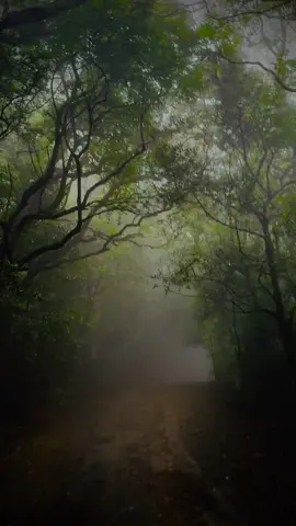 රිවස්ටන්  කොච්චර ගියත් එපා වෙන්නේ නැති ගමනක්🍃🥺😌❤️ #Nature #visitsrilanka🇱🇰 #flowers🌼🍁🌸 #🍃 #😌 #riveston #mathale #foryou #fyp #foryoupage #trending #viralvideostiktok #srilanka #follow #travel 