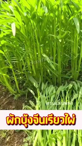 แค่ปลูกผักบุ้งอยู่บ้านก็ทำเงินได้งามๆเลยค่ะ 🌱ผักบุ้งจีนเรียวไผ่🌱 พันธ์ุนี้เลยค่ะ ลงทุนปลูกครั้งเดียวเก็บเกี่ยวได้ยาวๆขายดีมาก เก็บขายแทบไม่ทันเลยค่ะ ลูกค้าไม่ต้องหาเพราะมีคนมาเหมาตลอด