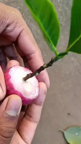 How to grow jackfruit from cuttings in onion #plants #fypシ #onion #jackfruit #growth 