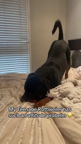Rasing a teenage rottie is NOT for the weak 😂 #dogsoftiktok #rottweiler #puppy 