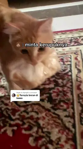 Replying to @AjengG kurang sedep kalo makan ga diambilin kerupuk sama oyen #funnycat #kucingoyen #catsoftiktok 