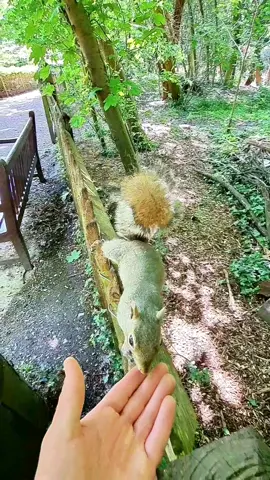 #squirrel #naturevibes #squirrels #naturelover #foryou #fyp 