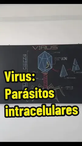 Virus: son parásitos intracelulares. #viraltiktok #parati #tendencia #fyp #pre #sanmarcos #academia #cayetano #escuela #estudio #biologia #viral #ceprevi #presanmarcos #precayetano 