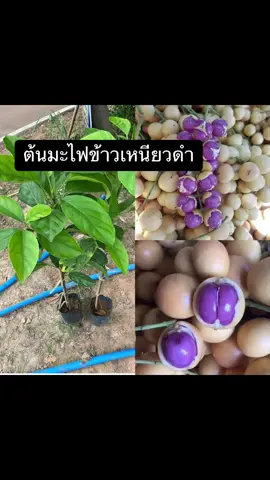 #ต้นมะไฟข้าวเหนียวดํา #มะไฟข้าวเหนียวดํา #ต้นมะไฟ #ผลไม้น่าปลูก #เท่พันธุ์ไม้ 