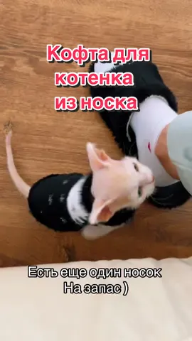 Одежда для котенка в домашних условиях лайфхак #котятамилота #cats #котики #catsoftiktok #котятаприколы #лайфхак 