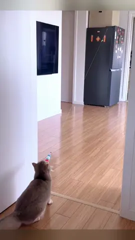 I think it could pull the refrigerator down🤣#pet #fyp #catsoftiktok #cat #cutecat #funnyvideos #funny 