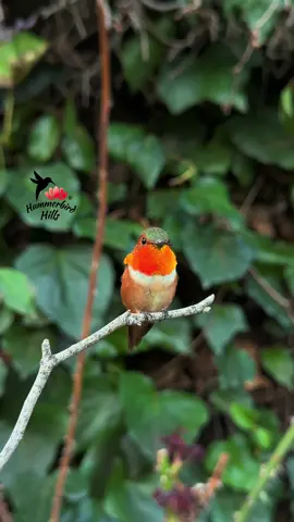 Mr. Allen’s vibrant display 🧡✨ #hummingbirds #nature #allenshummingbird  . Share this video with friends and family to spread the joy of hummingbirds ✨ . . © All rights reserved.  Don’t use without permission.  . . . #birds #naturelover #Outdoors #birdwatching #gardenbirds #featherperfection #instabirds #wildlife #hummingbirdfeeder #backyardbirds #birdsinflight #hummingbird  #hummingbirdsoftiktok #asmr #foryou #vibes #WeekendVibes #viral #fyp #foryoupage #reels #birdreels #naturereels #reels__tiktok #viralvideo 