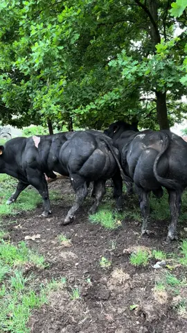Boys🖤  #fallerfarm #feherkekbelga #kekbelga #bika #bull #belgianblue #blancbleubelge #belgischwitblauw #cattle #muscle