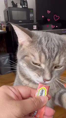 ♥️♥️ Temptations ♥️♥️#cat #lovely #treat #zizocat #delicious #catsoftiktok 