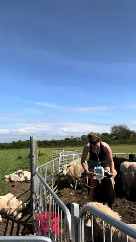 Boosting the lambs with Sheep Boost – giving them that extra kick that they need during the pressure of weaning! 🐑💪 Ensuring they get the essential vitamins and minerals they need during weaning sets them up for a strong and thriving future. #naturalstockcare #sheepboost #sheep #sheepfarming #farming #farmer #farm #zwartblessheep #pedigree #shepherd #shepherdess #foryou #fyp #foryoupage #fypシ #fypシ゚viral #viral 