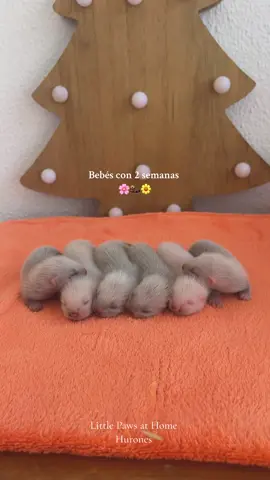 Respuesta a @Ioana Sava bebés 😍 #ferretslife #huronestiktok #huronesbonitos #bebeshurones #huronesdelmundo #criahurones #huronesespaña #babyferrets #vivirconunhuron #huroneslove 