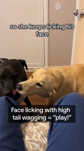 A play invitation in action! In full this happy, high tail wag + head low licking upward = “I’m a submissive young dog, please play with me!” #translatingdog #dog #doglanguage #dogbehaviorspecialist #DogTraining #dogbehavior 
