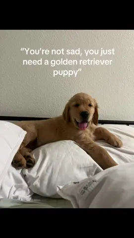 I love you chad #goldenretriever ##goldenpuppy #goldenretrieverpuppy 