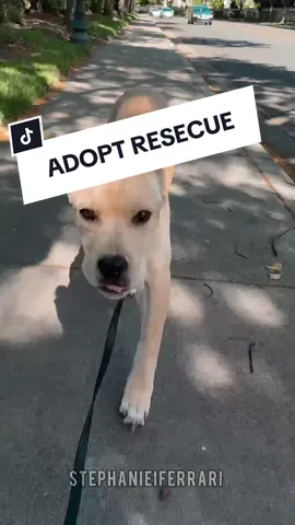 Meet Pearl the sweet 5-month old resecue shelter Cane Corso🐕🐕 great with kids, friendly with other dogs, and ready to find her forever home ♥️#fosterdog #fostercanecorso #shelterdog #canecorso #resecuedog 
