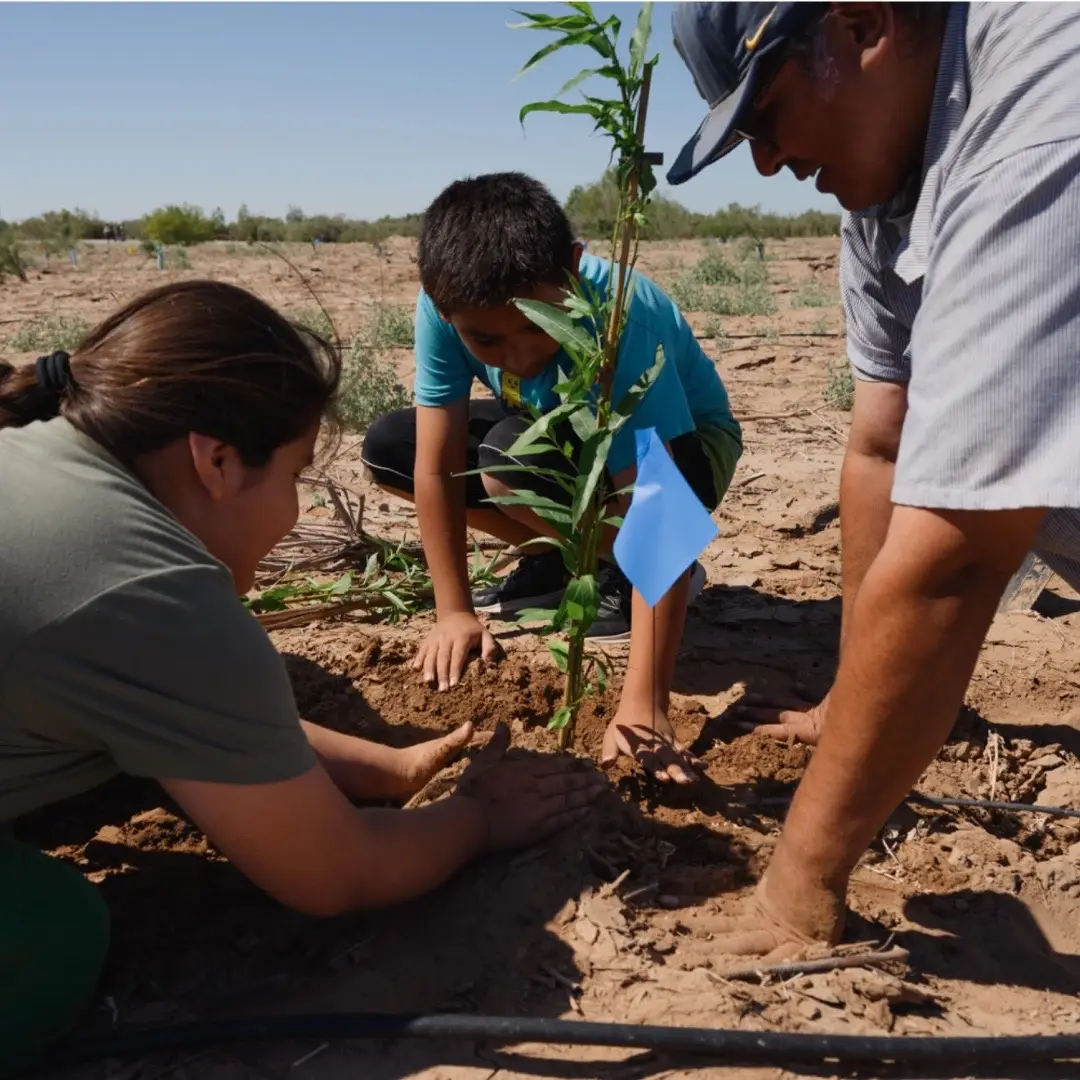 Along the eastern edge of Imperial County in Southern California, the landscape is slowly changing. Acres of invasive saltcedar plants and other weeds are vanishing, replaced by expanses of thorny green trees dusted with bright yellow flowers. The shift is a result of the Quechan Tribe’s ongoing efforts to restore the banks of the parched Colorado River. Chase Choate, environmental director for the Fort Yuma Quechan Tribe, and the tribe’s Department of Environmental Protection have led a push to replant hundreds of native trees along sections of the river where it winds through the Quechan Reservation between California and Arizona. Read more at kpbs.org  📝 📸 Kori Suzuki #sandiego #nativetiktok #climatechange #environment