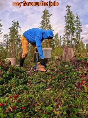 I love picking Berry and mushroom in Sweden forest,  subscribe it's my 🙂🙃