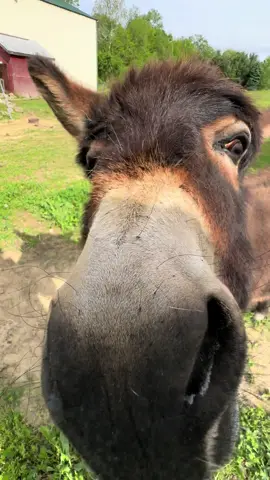 I couldn’t think of a better donkey to spend World Donkey Day with! #fyp #henry #boggsfunnyfarm #fypシ #donkey #donkeyoftiktok #treats