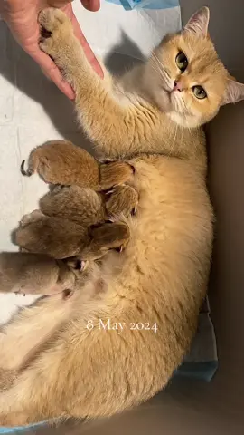 4 ketoi budak emas.                                 #cat #cutecat #catsoftiktok #kittensoftiktok #bshcat #catlover #fyp #foryoupage #tuanmudakokoruddin 