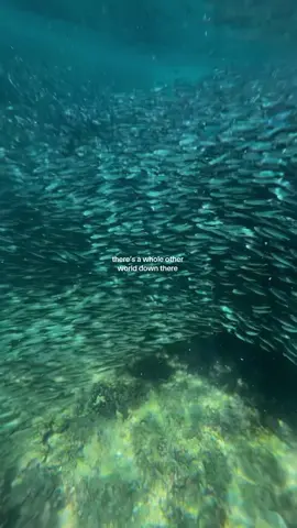 swimming with a school of fish 🪸🐟  #snorkelling #underwater #ocean #ourplanet #earth #fish #phiphiisland #thailand 