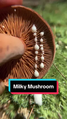 Edging the milkiest of mushrooms, #CorrugatedMilkcap #Lactifluuscorrugis. This is a gorgeous mycorrhizal mushroom that grows in association with deciduous trees and conifers. When young it has a domed fuzzy purple-ish brownish cap and gorgeous copper colored gills. When nicked or cut, this mushroom exudes a tremendous amount of sticky white milky latex as a defense against bugs and slugs trying to eat the mushroom before it’s spores have matured. In maturity, the cap turns upwards and the gills drop a heavy load of white spores onto the ground beneath. The milky latex is astringent, bitter, tacky, and fishy smelling - it quickly turns brown and stains your hands (I get it all over myself when making these videos). I do not recommend you drink it. If you ask if you can drink, I will ask you to read the caption.  . This is an excellent edible mushroom, my favorite way to prepare it is as a “conserva” or quick pickle, I’ll make a video about how to prepare these soon. Hope you enjoy this milky ASMR and chill music. Filmed August 2023 . . . . #milkcap #lactarius #milky #latex #mycology #mushroomasmr #oddlysatisfying #fascinatedbyfungi #asheville #naturevideos