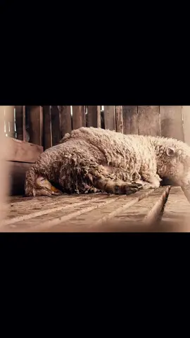 proses melahirkan domba merino grinting farm gunung slamet #merino  #domba  #dombamerino  #fyp #CapCut 