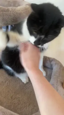 Shelda - killer #dangerous #animal #cat #fyp #tiktok #Love #funny #follow 