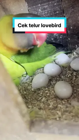 Pengecekan telur lovebird dikandang kapsul #fyp #lovebird #lovebirds #aesthetic #nature #relax 