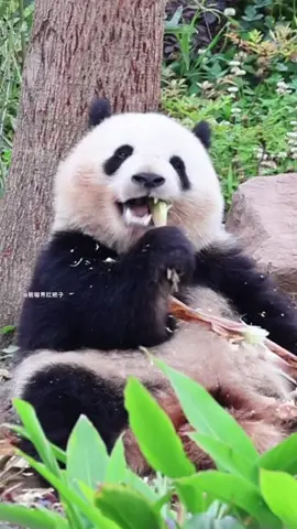 Ở 1 mình mà yêu đời vậy con zai#panda #Beichen #cutebaby #funnyvideos #xuhuongtiktok 
